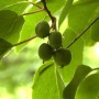 Mini-Kiwi Geneva mit grünen, unreifen Früchten am Strauch.