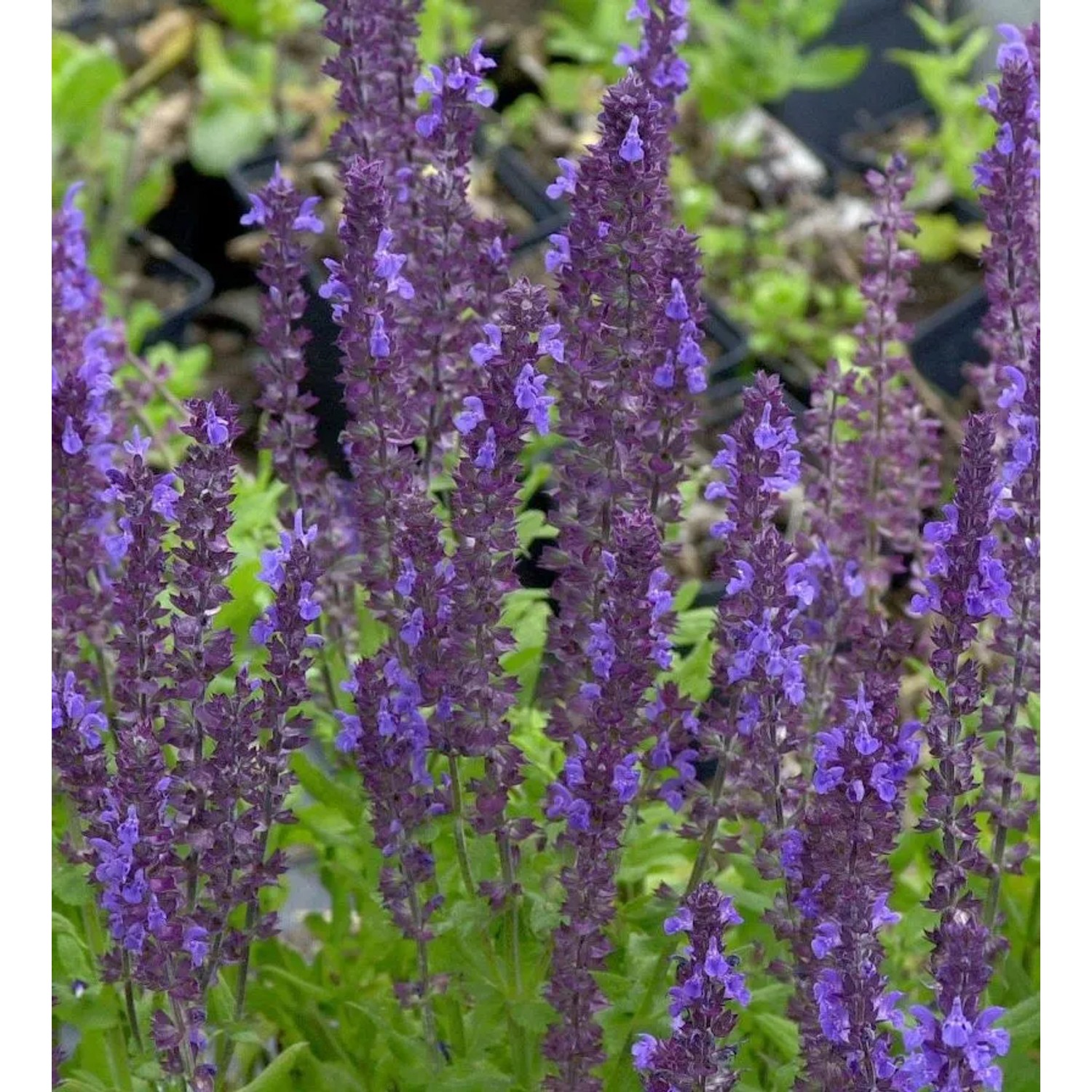 Ziersalbei Blaukönigin - Salvia nemorosa