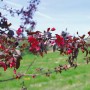 Zweig des dunkelroten Zierapfels 'Royalty' mit Blüten und Blättern vor grünem Hintergrund.
