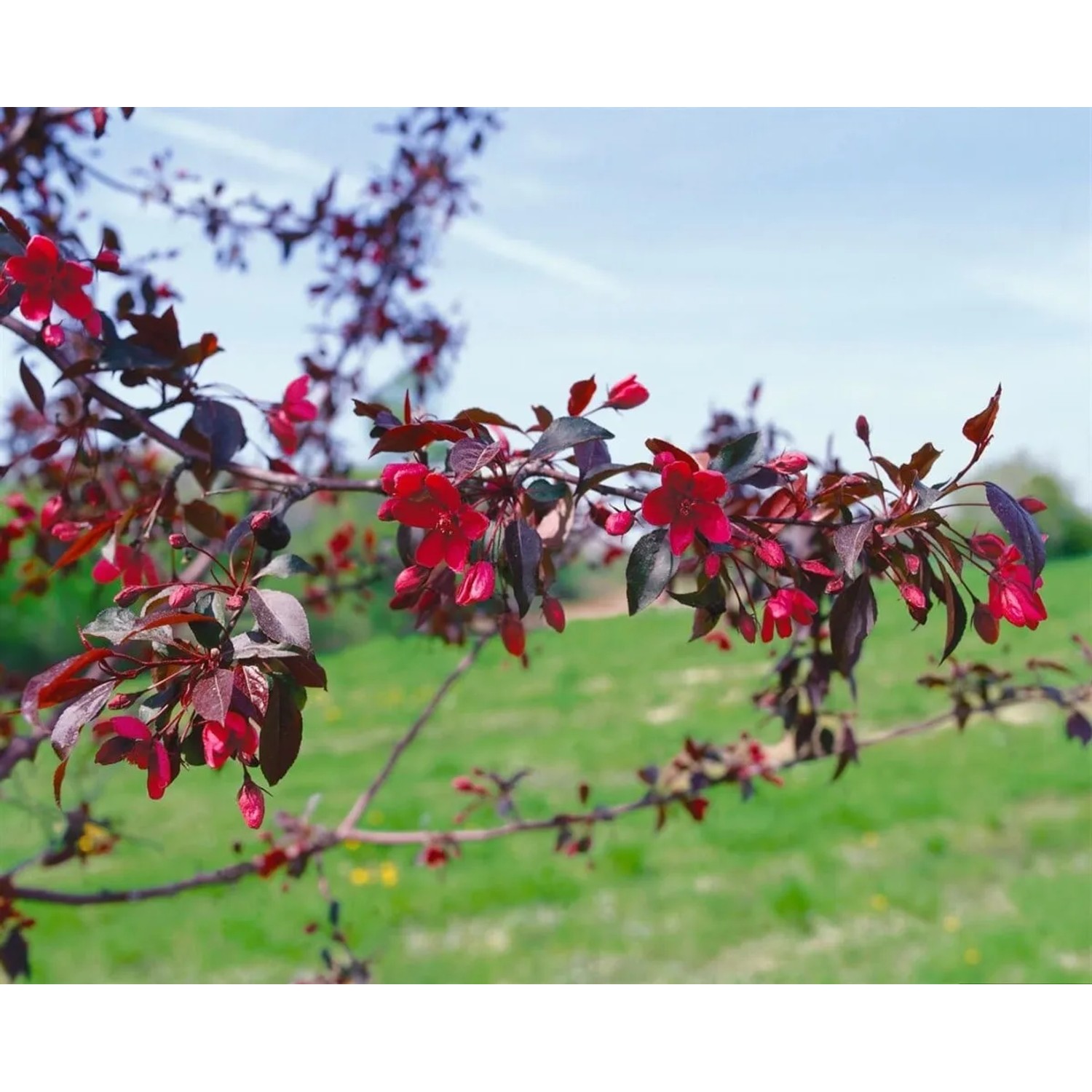Zweig des dunkelroten Zierapfels 'Royalty' mit Blüten und Blättern vor grünem Hintergrund.