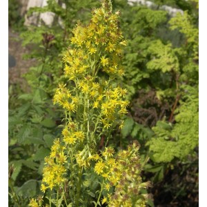 Blühende Echte Goldrute (Solidago virgaurea) mit goldgelben Blüten im Garten.