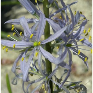 Nahaufnahme der zarten, lilafarbenen Blüten der Prärielilie (Camassia cusickii).