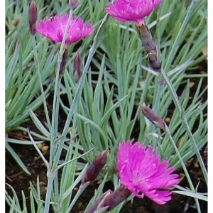 Pfingstnelke 'Feuerhexe': winterharte Staude mit pinkfarbenen Blüten und blaugrünem Laub.
