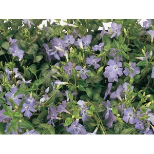 Immergrün Bowles Blauviolett (Vinca minor) im Topf mit blauvioletten Blüten und grünen Blättern.