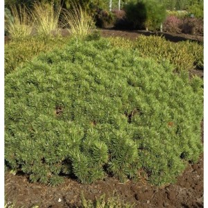 Kompakte Zwerg-Kiefer Mini Mops (Pinus mugo) im Gartenbeet, grüne Nadeln.