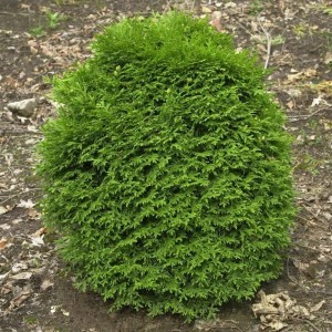 Grüner Lebensbaum Waterfield (Thuja occidentalis) mit runder Wuchsform, 20-25 cm hoch.