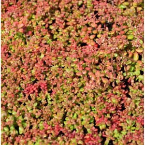 Nahaufnahme des Mauerpfeffers 'Coral Reef' (Sedum tetractinum) mit rötlich-grünen Blättern.