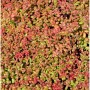 Nahaufnahme des Mauerpfeffers 'Coral Reef' (Sedum tetractinum) mit rötlich-grünen Blättern.
