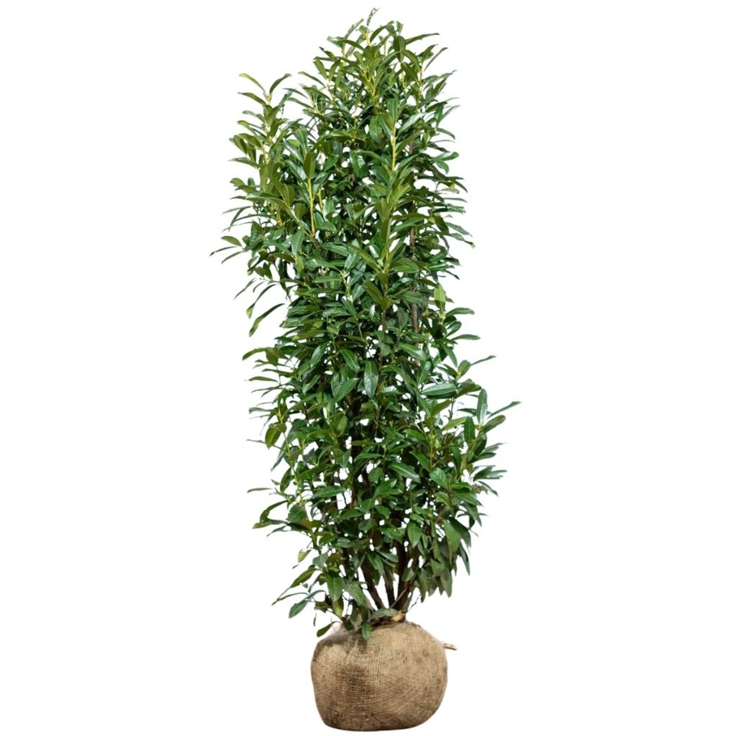 Kirschlorbeer Genolia Set à 10 Stück Höhe ca. 150 - 175 cm Prunus laurocerasus