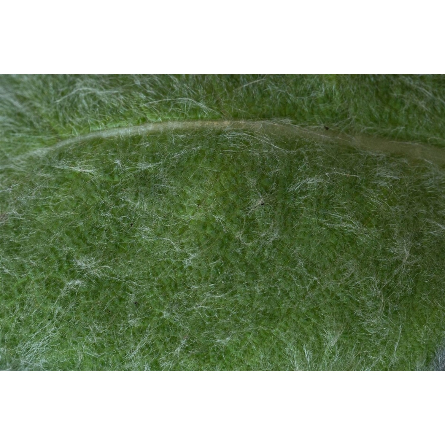 Salvia Argentea Silber Salbei Ca. 9x9 cm Topf günstig online kaufen
