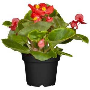 Eisbegonie im Topf, rote Blüten und grüne Blätter. Beliebte Stehpflanze für Beet und Balkon.
