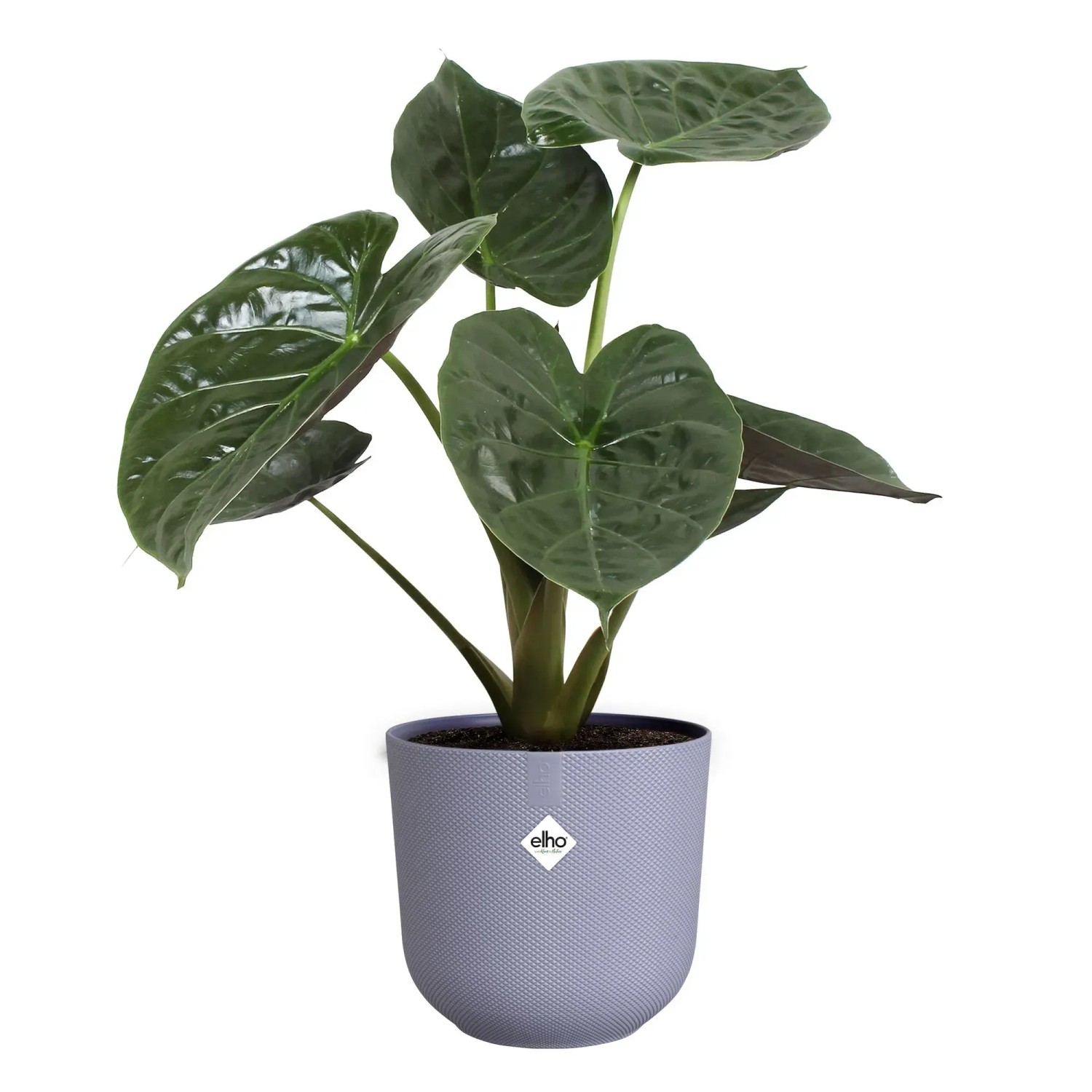 Elho Blumentopf Jazz 23,1 x 21,5 cm Lila kaufen bei OBI