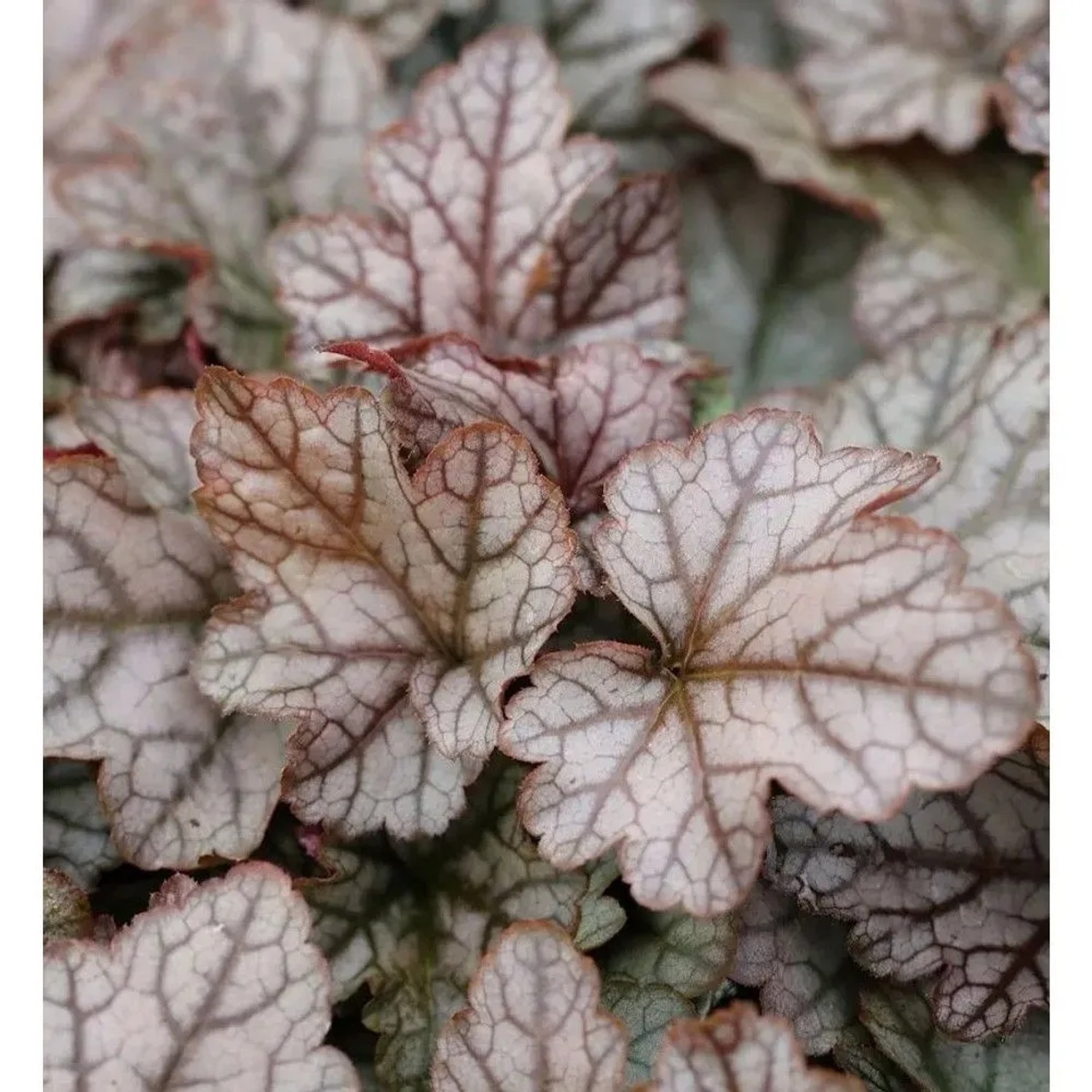 Teppich Purpurglöckchen Quicksilver - Heucherella tiarelloides