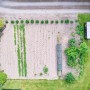 Draufsicht: Schwarzes Halls Gewächshaus Popular 6,2 m² im Garten mit Gemüsebeeten.