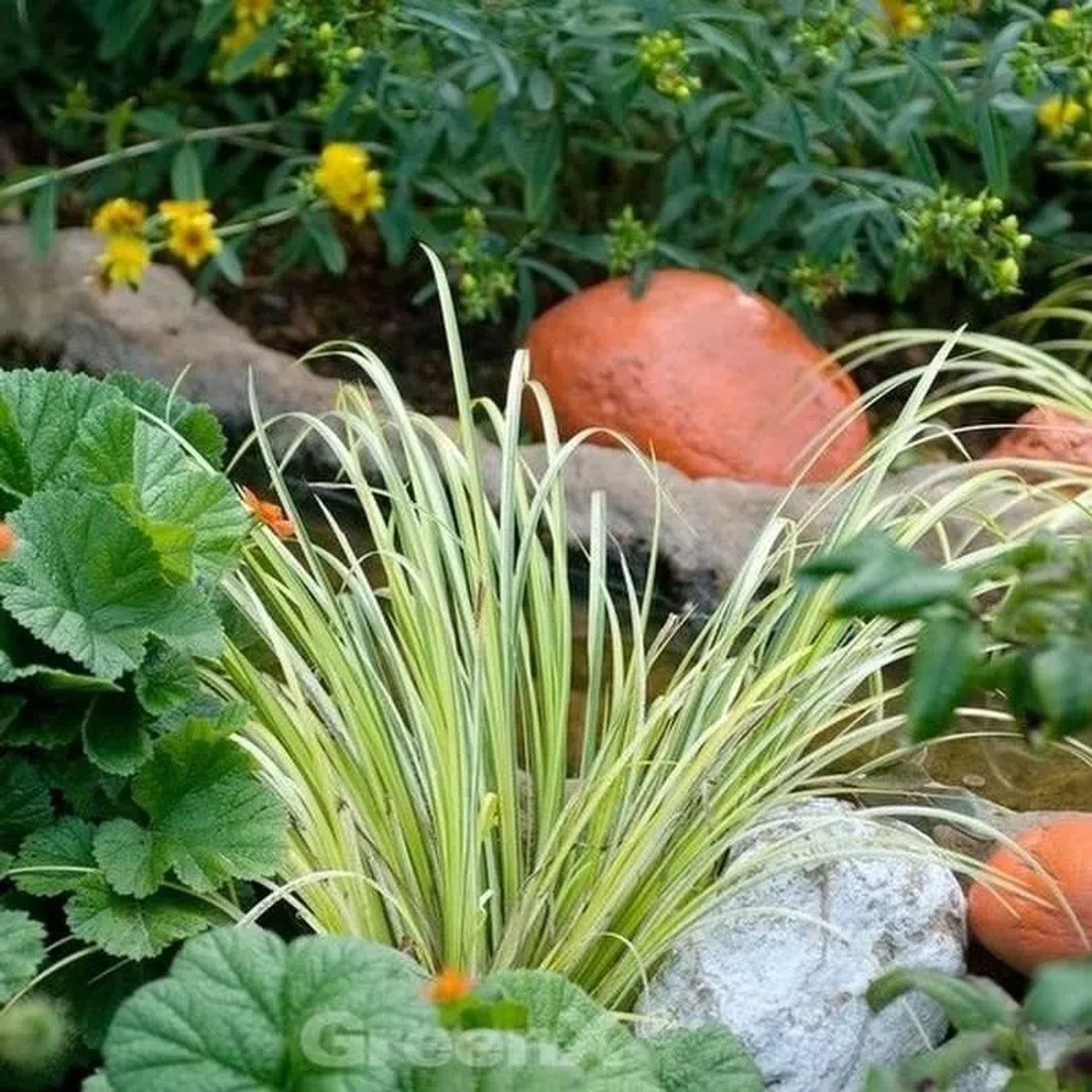 Immergrüne Japan Segge Goldband - großer Topf - Carex morrowii