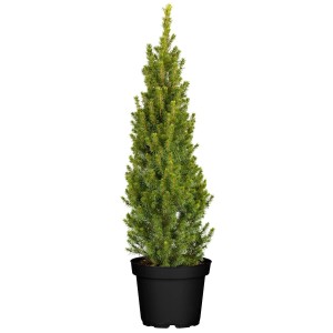 Zuckerhutfichte Picea Glauca Conica im Topf, 60-70 cm hoch.