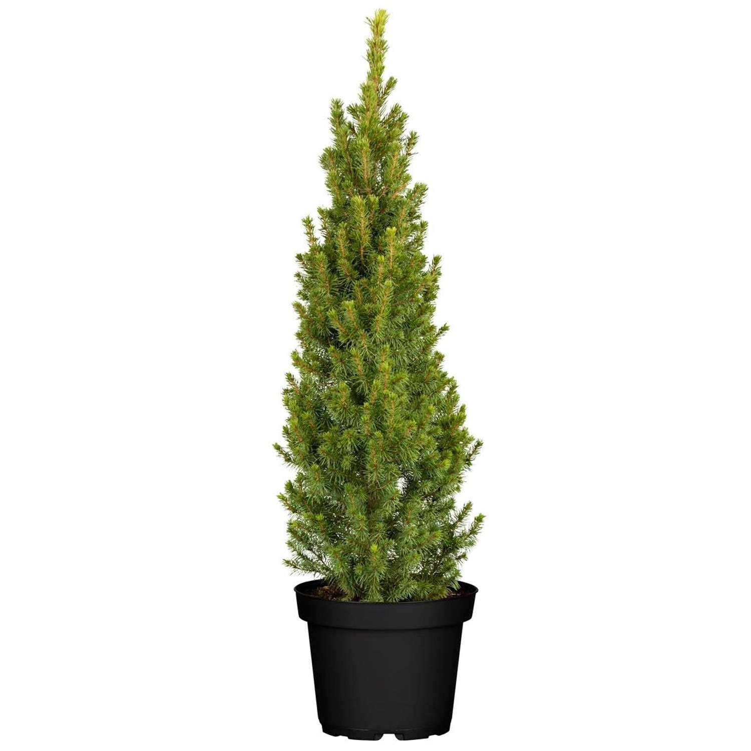 Picea Glauca Conica Zuckerhutfichte Kompakt 60–70 cm günstig online kaufen