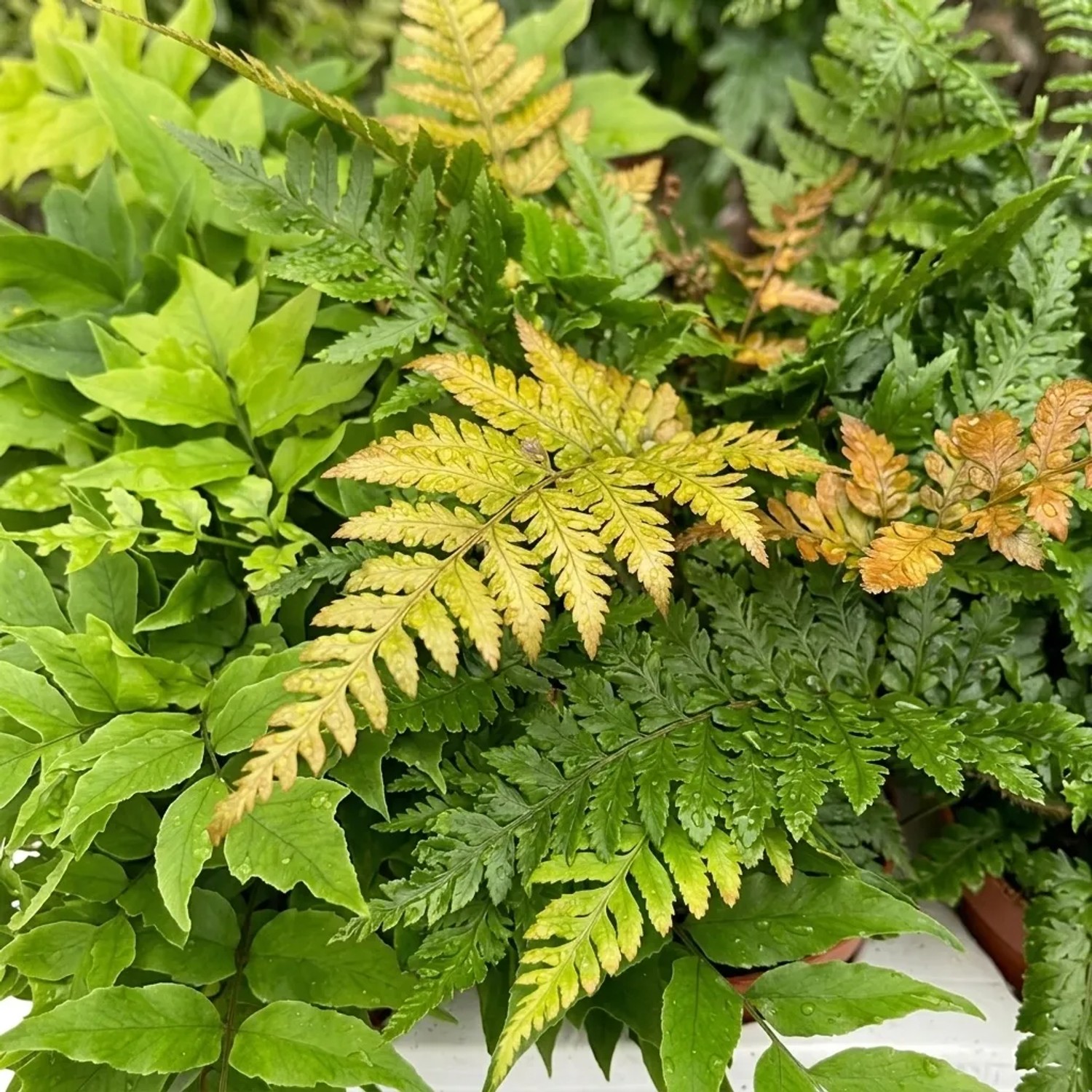 Nahaufnahme von gemischten Gartenfarnen mit grünen, gelben und bronzefarbenen Blättern, ideal für Teichrand & Schatten.