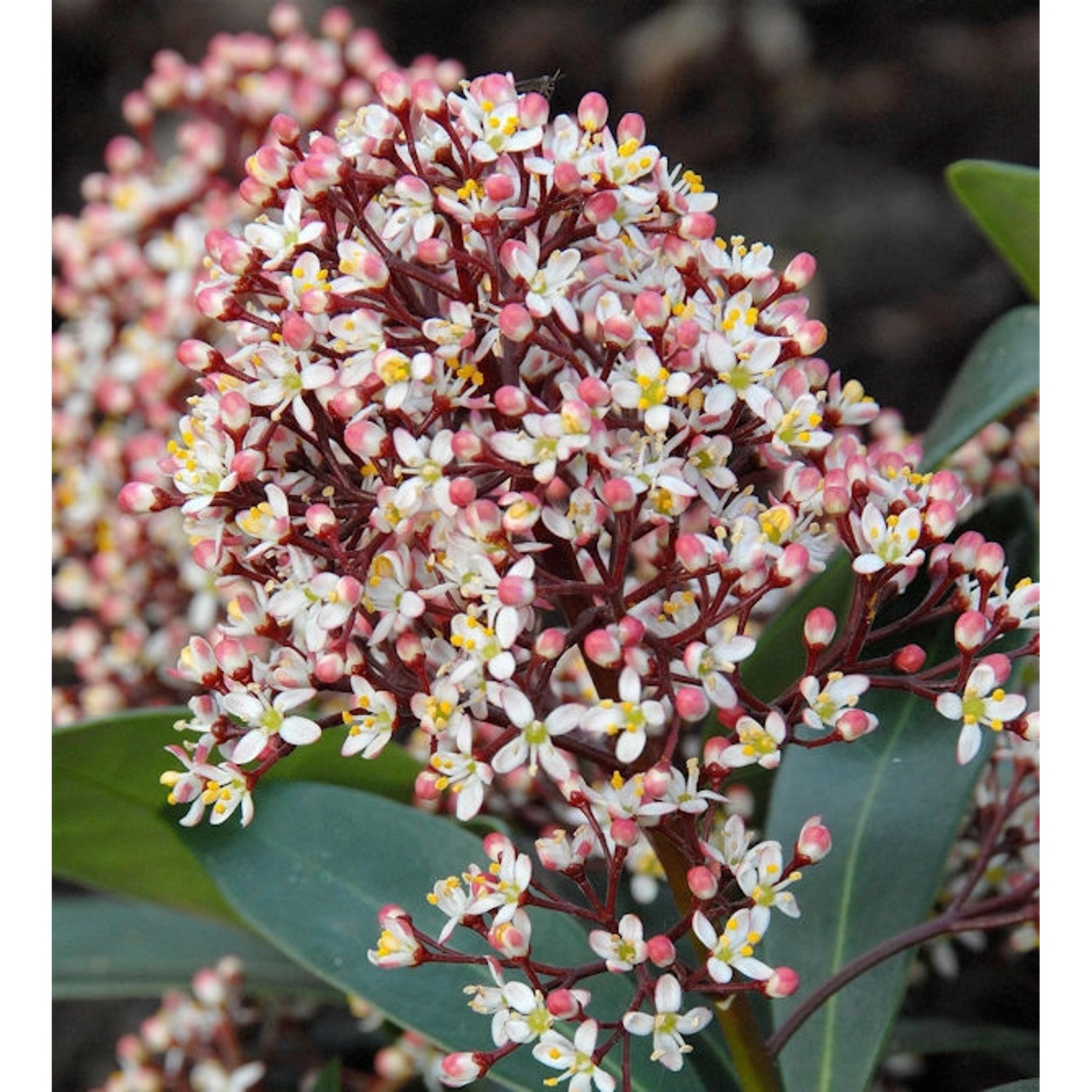 Japanische Skimmie Rubella 50-60cm - Skimmia japonica günstig online kaufen