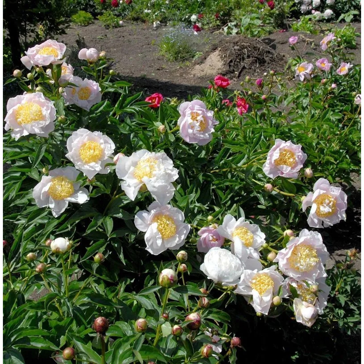 Edelpfingstrose Primevere - Paeonia,actiflora
