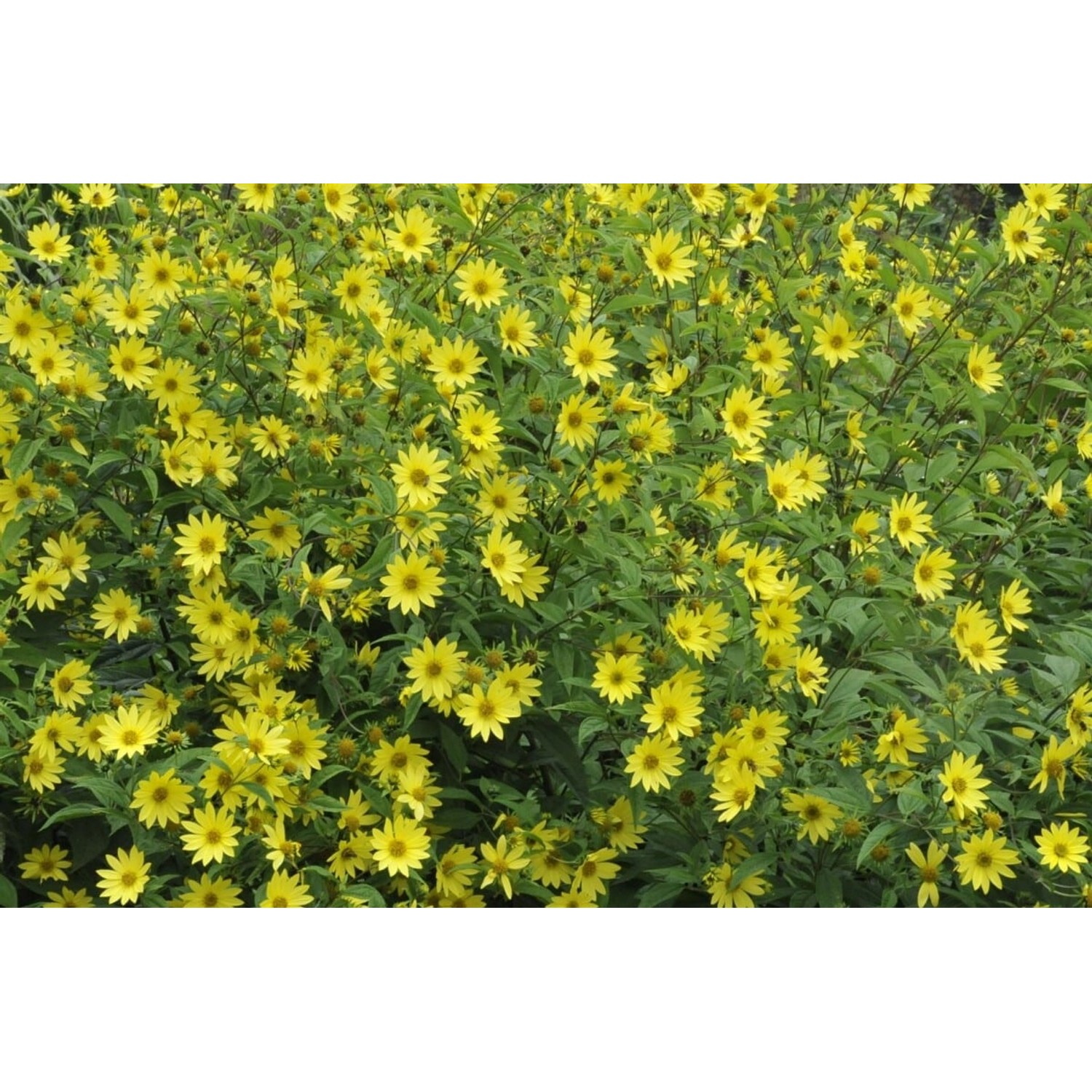 Helianthus Microcephalus Kleinköpfige Sonnenblume Ca. 11x11 cm Topf günstig online kaufen