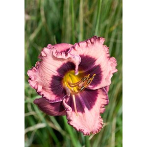 Nahaufnahme einer rosa-purpurnen Taglilie (Hemerocallis) im Topf, Sorte Daring Deception.