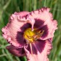 Nahaufnahme einer rosa-purpurnen Taglilie (Hemerocallis) im Topf, Sorte Daring Deception.