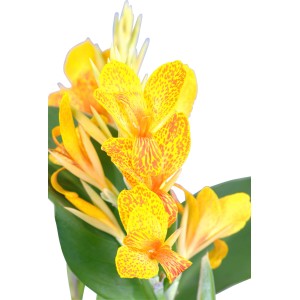 Gelbes Indisches Blumenrohr (Canna) mit orangefarbenen Akzenten im Topf.