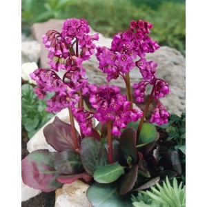 Herzblatt-Bergenie 'Eroica' mit pinkfarbenen Blüten im 11x11 cm Topf.