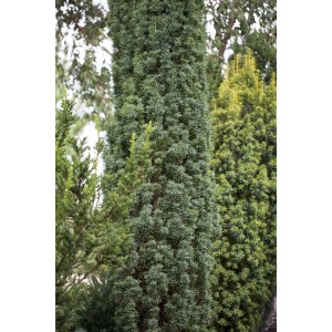 Immergrüne Säuleneibe Taxus Baccata Fastigiata Robusta, 60–70 cm hoch.