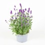 Blühender Echter Lavendel (Lavandula Angustifolia) im Topf, ca. 30cm hoch.