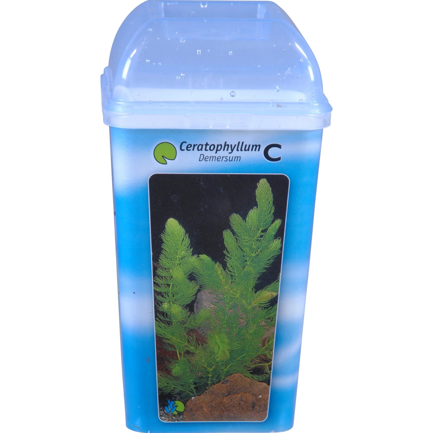 OBI Hornblatt im Becher TopfØ ca. 11 cm Ceratophyllum demersum kaufen