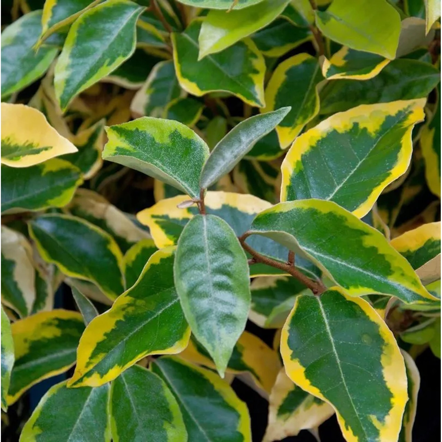 Wintergrüne Ölweide Viveleg 60-80cm - Elaeagnus ebbingei