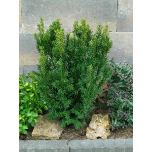 Grüne Taxus baccata 'Westerstede' Heckenpflanze, 125-150 cm hoch, im Garten.