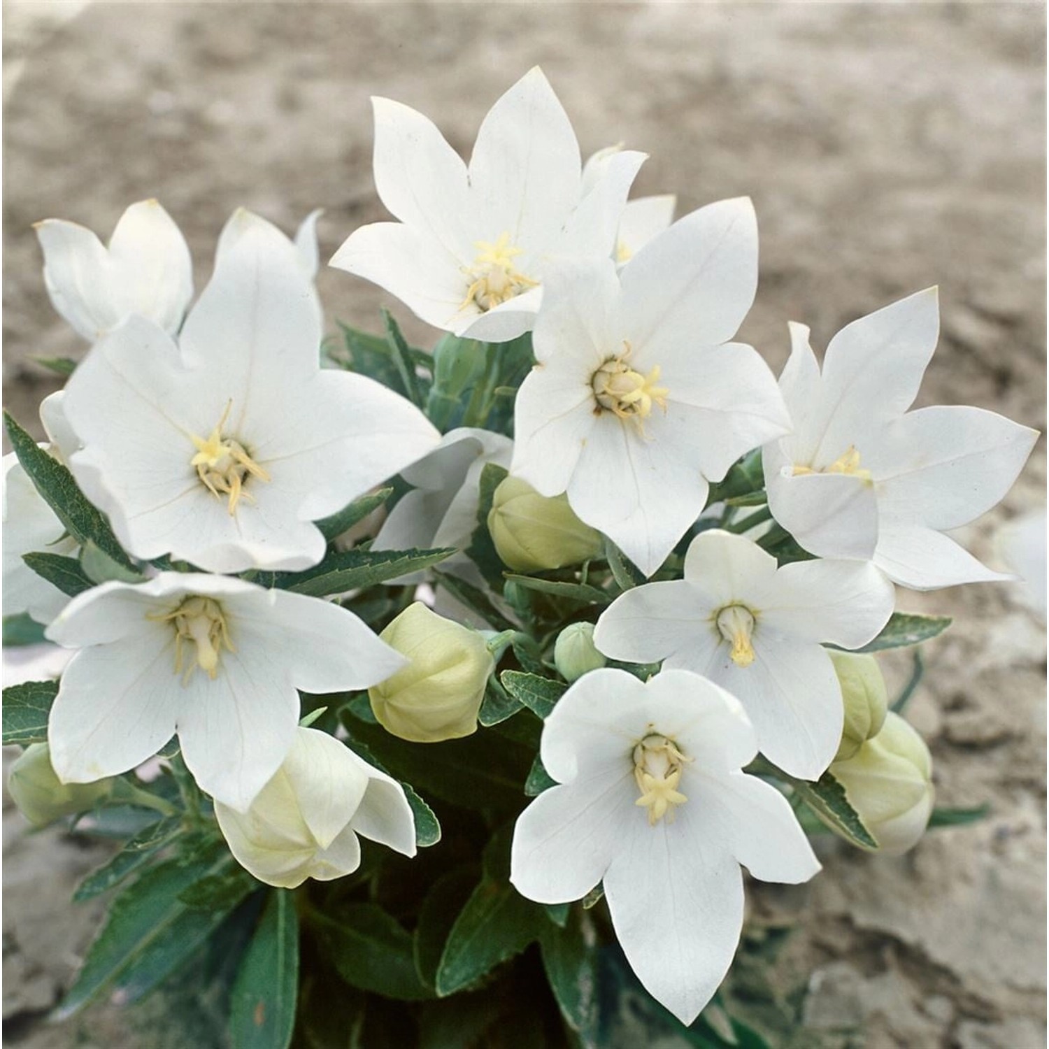 Platycodon Grandiflorus Ballonblume Fuji White Ca 9x9 cm Topf günstig online kaufen