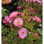 Bodendeckerrose Neon mit rosa Blüten und grünen Blättern.