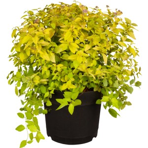 Sommerspiere Goldflame im Topf, gelb-grünes Laub, rosa Blüten, ca. 25-30 cm hoch.