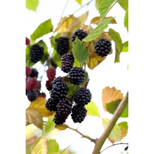 Nahaufnahme: Reife, dunkle Brombeeren der dornenlosen Sorte Rubus Navaho am Strauch mit Blättern.