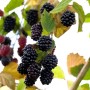 Nahaufnahme: Reife, dunkle Brombeeren der dornenlosen Sorte Rubus Navaho am Strauch mit Blättern.