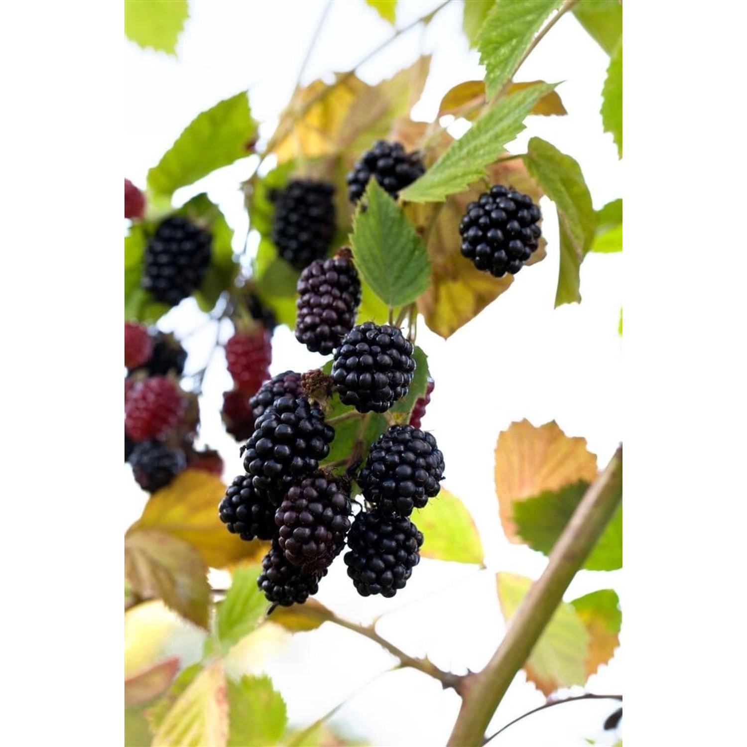 Rubus Fruticosus Navaho -R- Brombeere Dornenlos 30–40 Cm günstig online kaufen