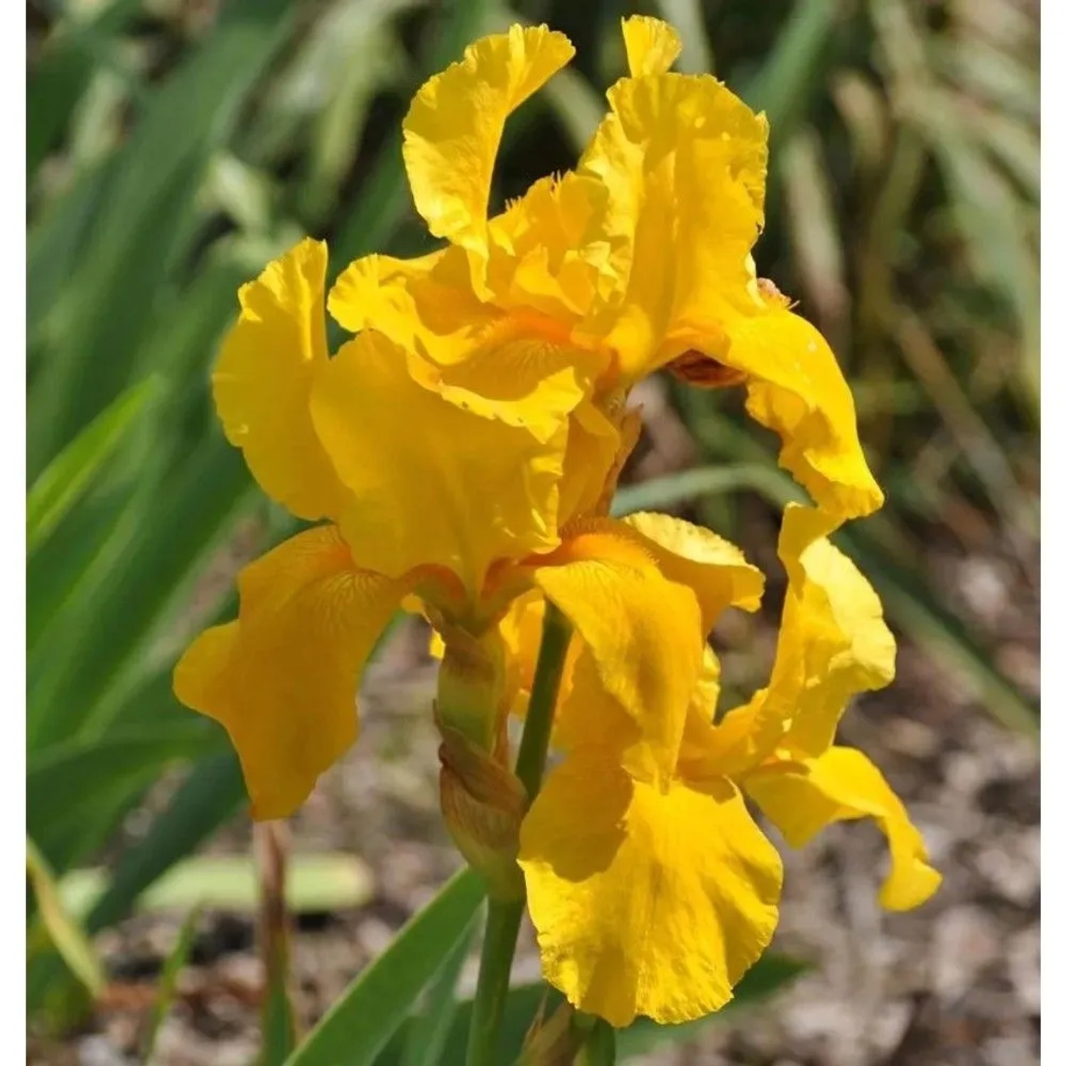 Schwertlilie Granada Gold - Iris barbata