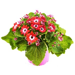 Garten-Zinerarie Senetti mit roten Blüten und grünen Blättern im Topf.