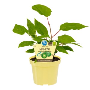 Männliche Mini-Kiwi Pflanze im Topf, dient als Bestäuber für Kiwi-Pflanzen.