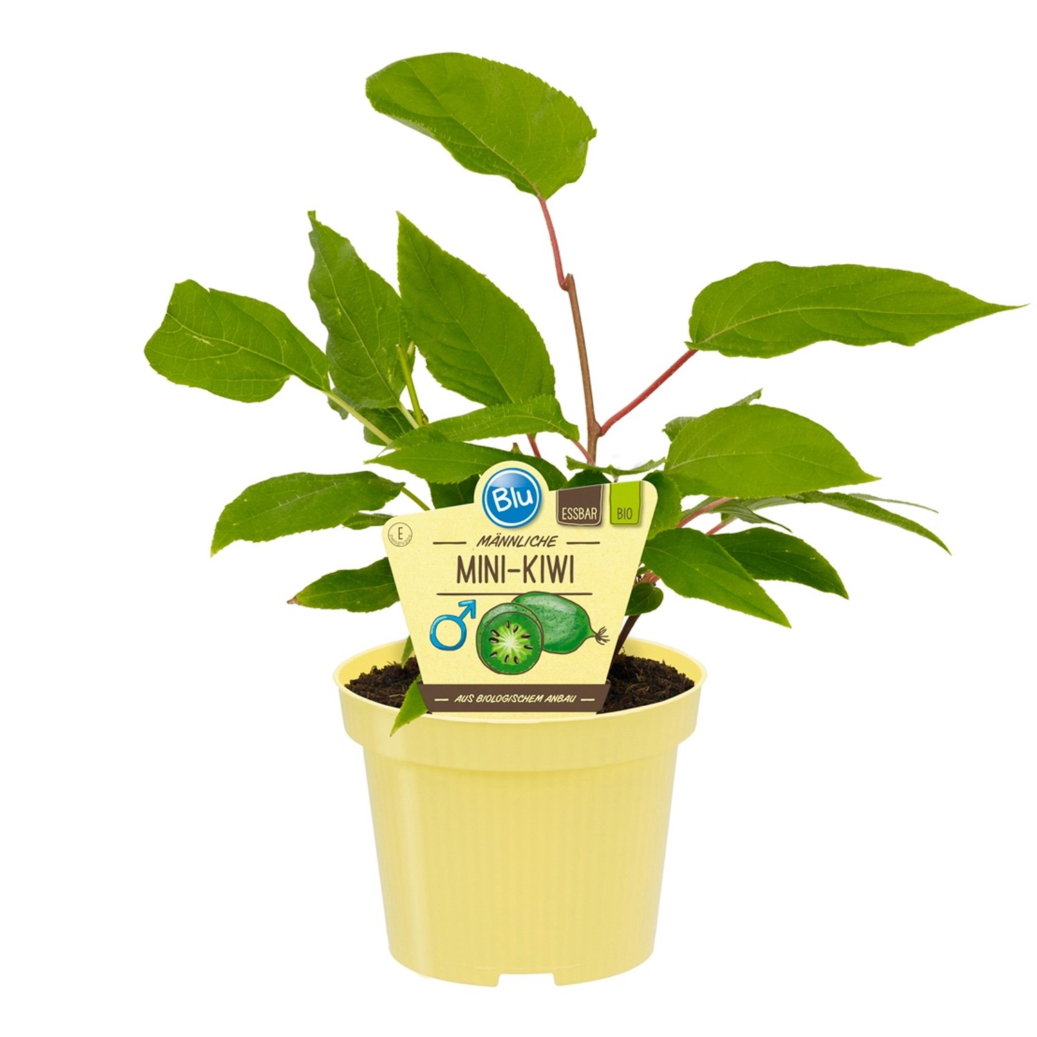 Blu MiniKiwi Männlich TopfØ ca. 12 cm kaufen bei OBI
