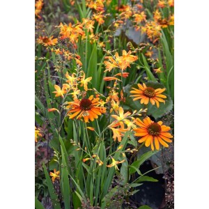 Orange blühender Sonnenhut 'Tiki Torch' (Echinacea purpurea) im Beet, ca. 11x11 cm Topf.