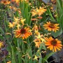 Orange blühender Sonnenhut 'Tiki Torch' (Echinacea purpurea) im Beet, ca. 11x11 cm Topf.