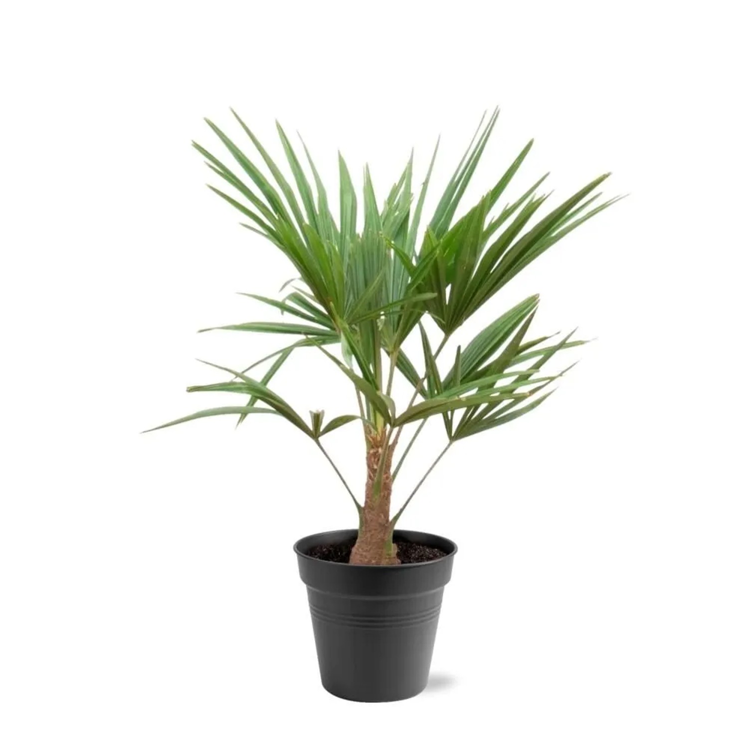 Exotenherz Chinesiche Hanfpalme Trachycarpus Fortunei 21cm Topf 90-100cm Ho günstig online kaufen
