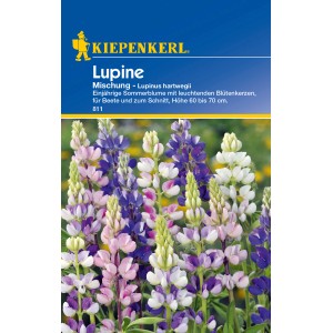 Kiepenkerl Lupine Mischung, mehrfarbige Blumensamen für Beet und Vase.