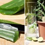 Blu Echte Aloe Vera im Topf, mit Aloe-Blättern und Limetten in einem Getränkespender.