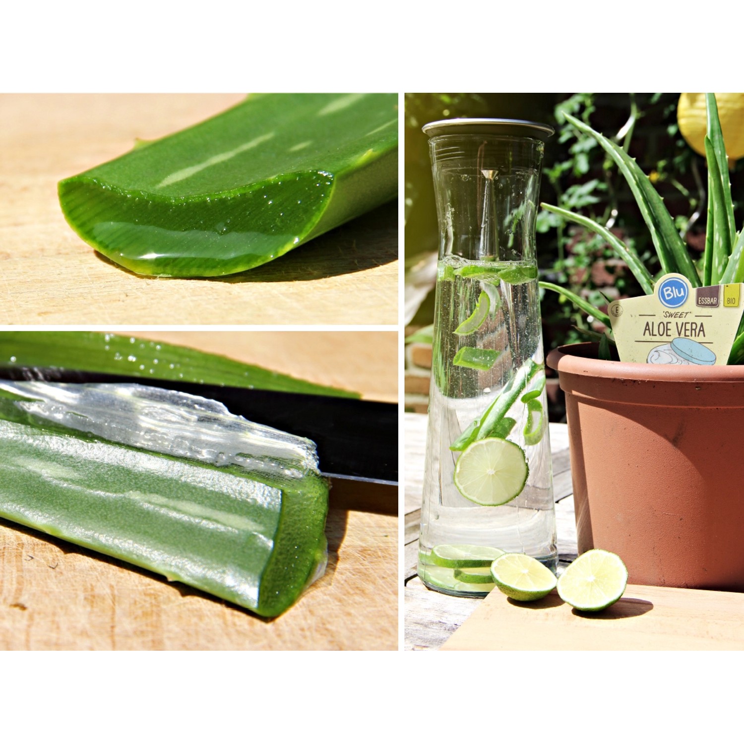 Blu Echte Aloe Vera im Topf, mit Aloe-Blättern und Limetten in einem Getränkespender.